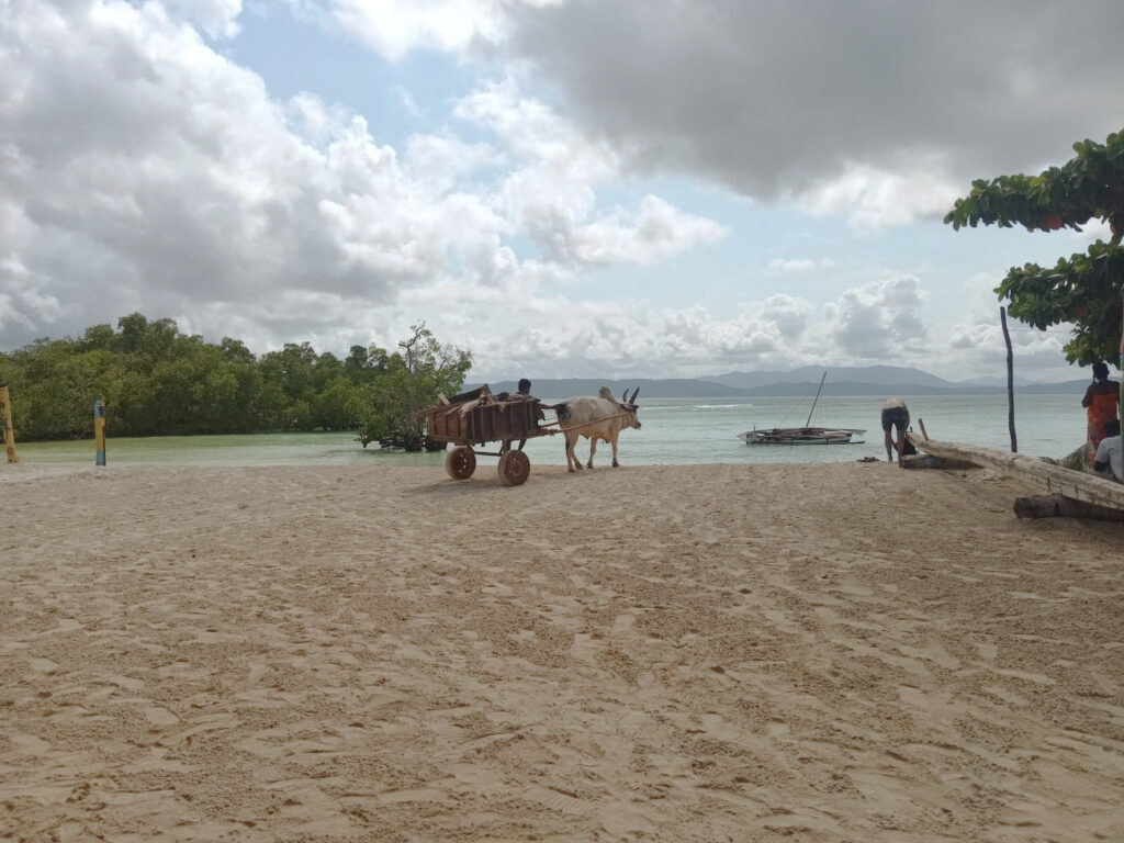 Traditional ox cart on the islet of Nosy Iranja in Madagascar