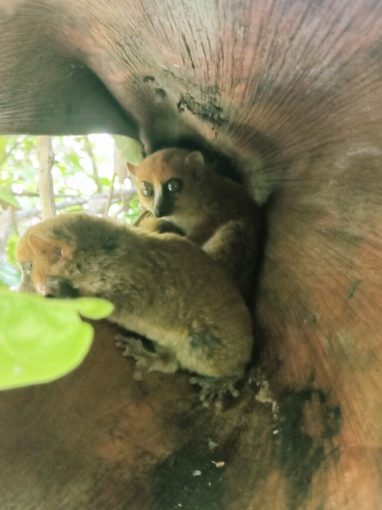 Madagascar's smallest lemur on Nosy Be island